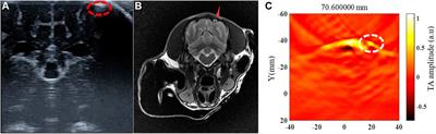 Microwave-induced thermoacoustic imaging for the early detection of canine intracerebral hemorrhage